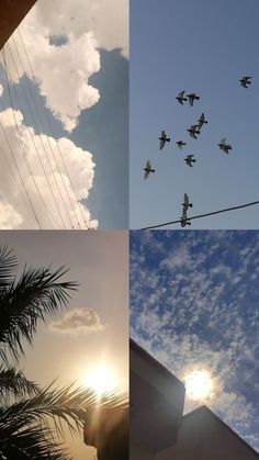 four different shots of birds flying in the sky and on power lines with palm trees