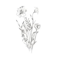 a pencil drawing of some flowers on a white background