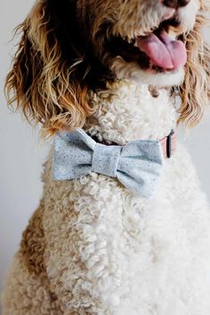 a white dog with a blue bow tie