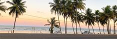 palm trees line the beach as the sun sets in the distance with cars parked on the road