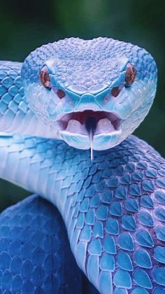 a blue snake with its mouth open and it's tongue hanging out to the side