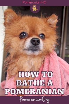 a small dog wearing a pink towel with the title how to bathe a pomeranian