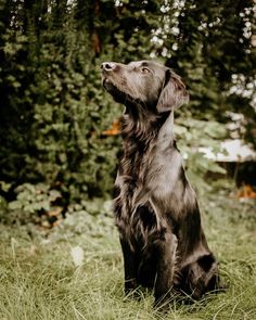 a brown dog sitting in the grass looking up at something off to the side with trees in the background