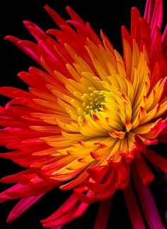 a large red and yellow flower on a black background