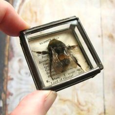 a person holding up a tiny insect in a small square glass frame with writing on it