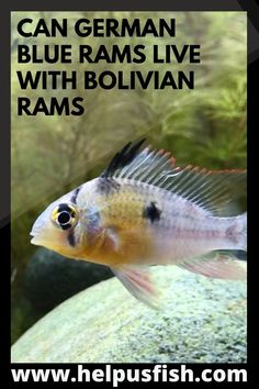 a fish that is swimming in an aquarium with the caption can german blue rams live with bolivan ramsay?