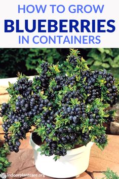 blueberries growing in a white pot with the title how to grow blueberries in containers