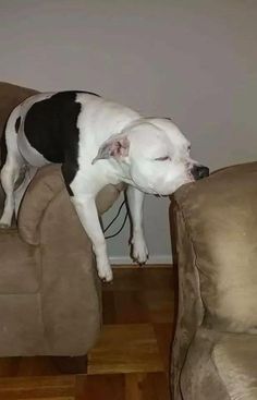 a white and black dog sleeping on top of a brown couch next to a wooden floor