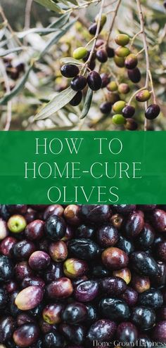 an olive tree with the title how to home - care olives