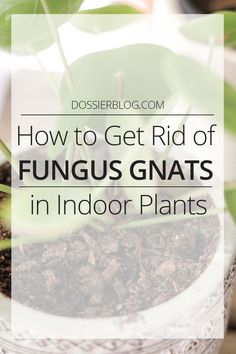 Bugs In Plants How To Get Rid, Plant Flies Indoor, How To Get Rid Of Nats In House Plants, Get Rid Of Plant Gnats, Plant Gnats How To Get Rid, Gnats In House Get Rid Of, How To Get Rid Of Gnats In House Plants, Getting Rid Of Nats, Plant Tricks