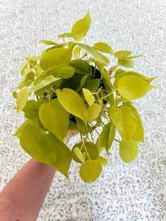 a hand holding a potted plant on top of a white tablecloth covered floor