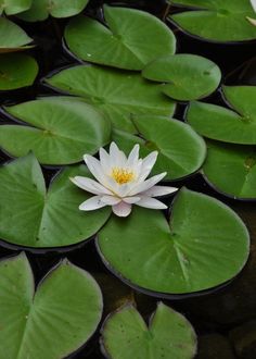 a white water lily floating on top of green leaves