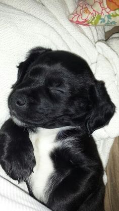 a black and white dog laying on top of a bed