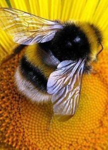 a bee sitting on top of a yellow flower