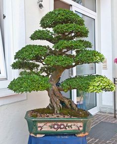 a bonsai tree sitting on top of a table next to a white building with windows