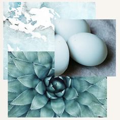 three different pictures with eggs and plants in them