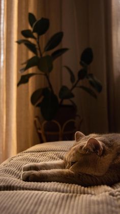 a cat laying on top of a bed next to a potted plant in front of a window