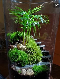 a glass vase filled with plants and rocks