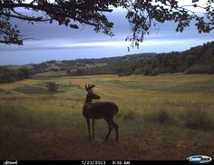 a deer standing on top of a lush green field