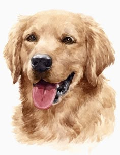 a watercolor painting of a golden retriever dog's face with its tongue out