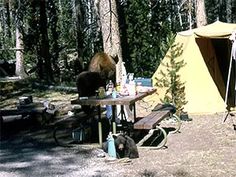 there is a tent in the woods next to a picnic table with a bear on it