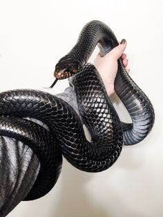 a person holding a black snake in their hand