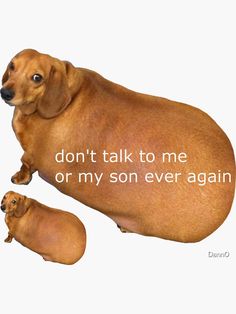 a dachshund dog laying on its back with the words don't talk to me or my son ever again