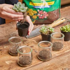 re pot succulents into glass jars Plant Ideas Indoor, Glass Jars Diy, Indoor Plant Ideas, Succulents In Glass, Crafts With Glass Jars, Plant Succulents, Succulent Garden Diy, Succulent Gardening