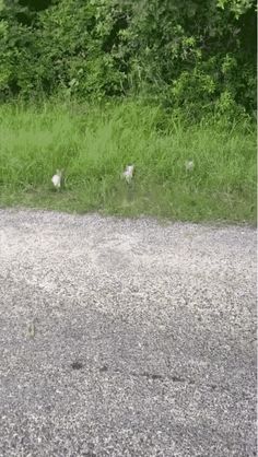 three birds standing on the side of a road near some grass and trees in the background