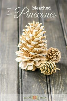 pinecones on a wooden table with text overlay that reads how to make bleached pinecones