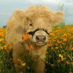 a brown cow standing on top of a lush green field filled with orange and yellow flowers