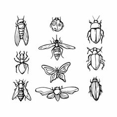 six different types of bugs and insects in black and white, with one bug on the left