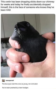 a person holding a small black bird in their hand with the caption'this cretin has dropping sticks down our chimney for weeks and today he finally accidentally dropped him