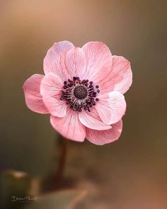 a pink flower with black stamen in the center