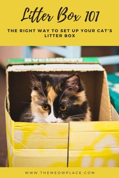 a cat sitting in a box with the words, how to get your cat's litter