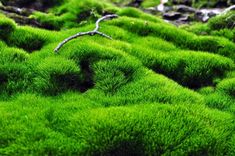 What Is A Moss Slurry: How To Make A Moss Slurry For The Garden Moss Lawn, Oregon Forest, Types Of Moss, Moss Garden, Garden Pathway, Ground Cover, Shade Garden, Rock Garden, Native Plants