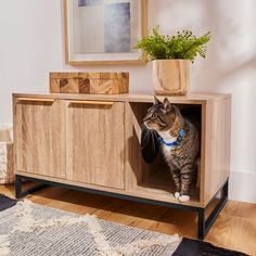 a cat sitting in a wooden cabinet on top of a rug next to a potted plant