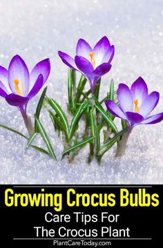 purple crocus bulbs in the snow with text growing crocus bulbs care tips for the crocus plant