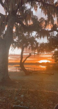 the sun is setting behind a large tree with spanish moss hanging from it's branches