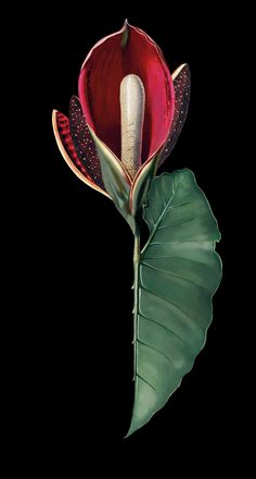 a red flower with green leaves on a black background