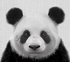 a black and white photo of a panda bear