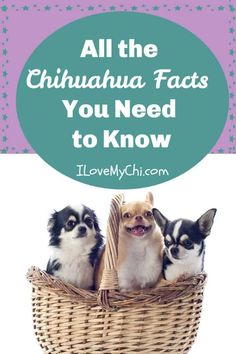 three small dogs in a basket with the words all the chihuahua facts you need to know