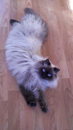 a fluffy cat laying on top of a hard wood floor