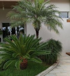 a palm tree sitting in the middle of a lush green yard next to a house