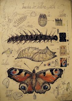 an old book with drawings and pictures of moths on the pages, including one large caterpillar