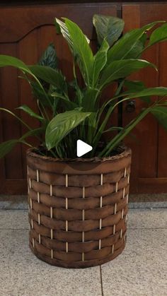 a potted plant sitting on top of a tiled floor