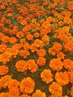 many orange flowers are growing in the field