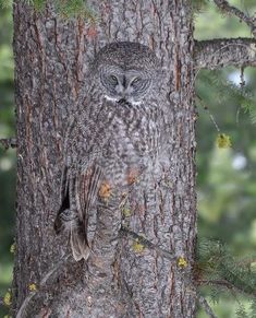 an owl is sitting on the branch of a tree