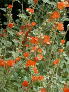 orange flowers are blooming in the garden