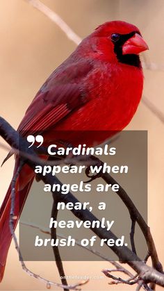 a cardinal sitting on top of a tree branch with a quote about cardinals appear when angels are near, a heavenly brush of red